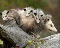 Why… – should we care about opossums?