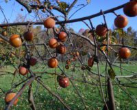 Persimmons, an autumn treat