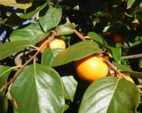 Persimmons, an autumn treat